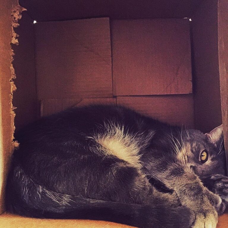 Just a cat chillin’ in his cardboard box.
