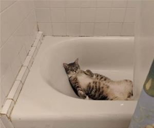 FunnyCatSite