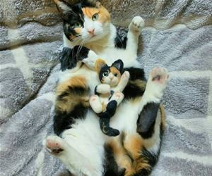 FunnyCatSite
