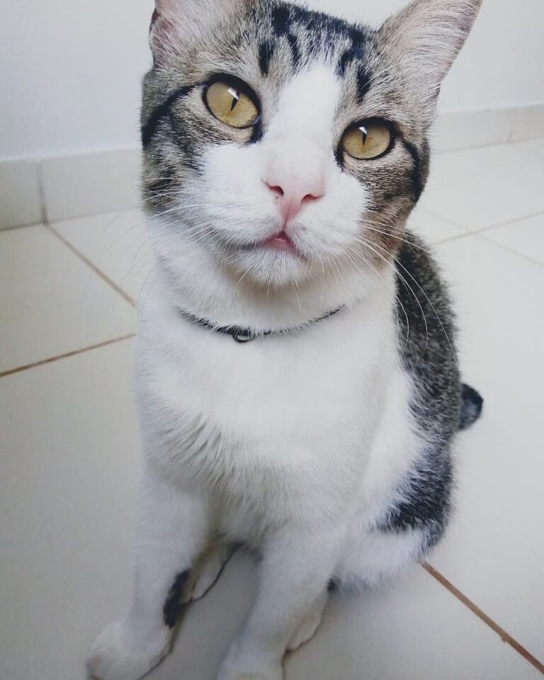 Meu filho Theodoro