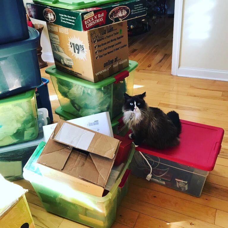 Ming supervises and the rest of us cleaning up Christmas. Usually I’m