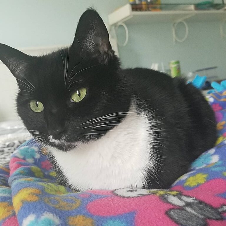 Most cats (and humans) like to relax on Saturdays, but I like to