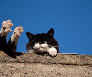 FunnyCatSite
