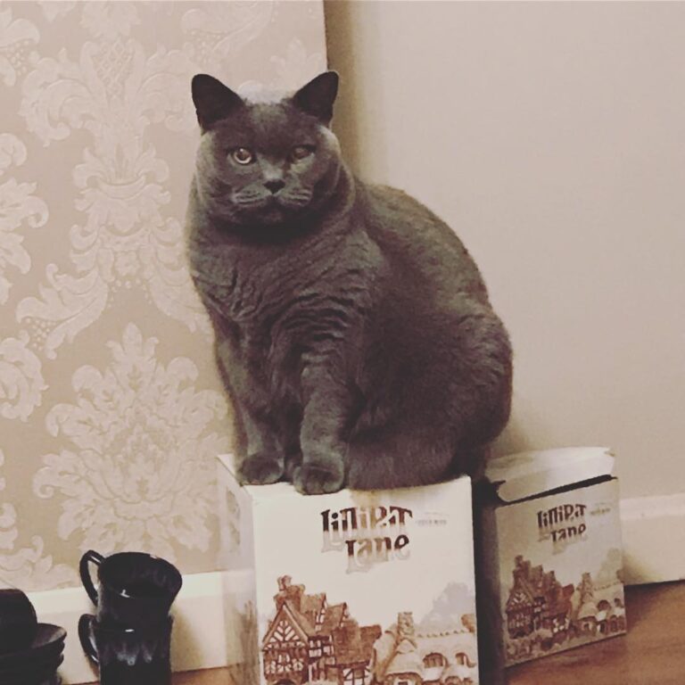 My beautiful big boy Henry ….loves a box !!!!