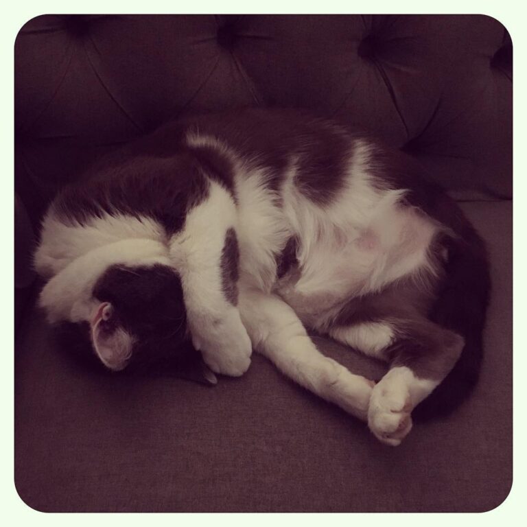 My beautiful three legged tripod cat.