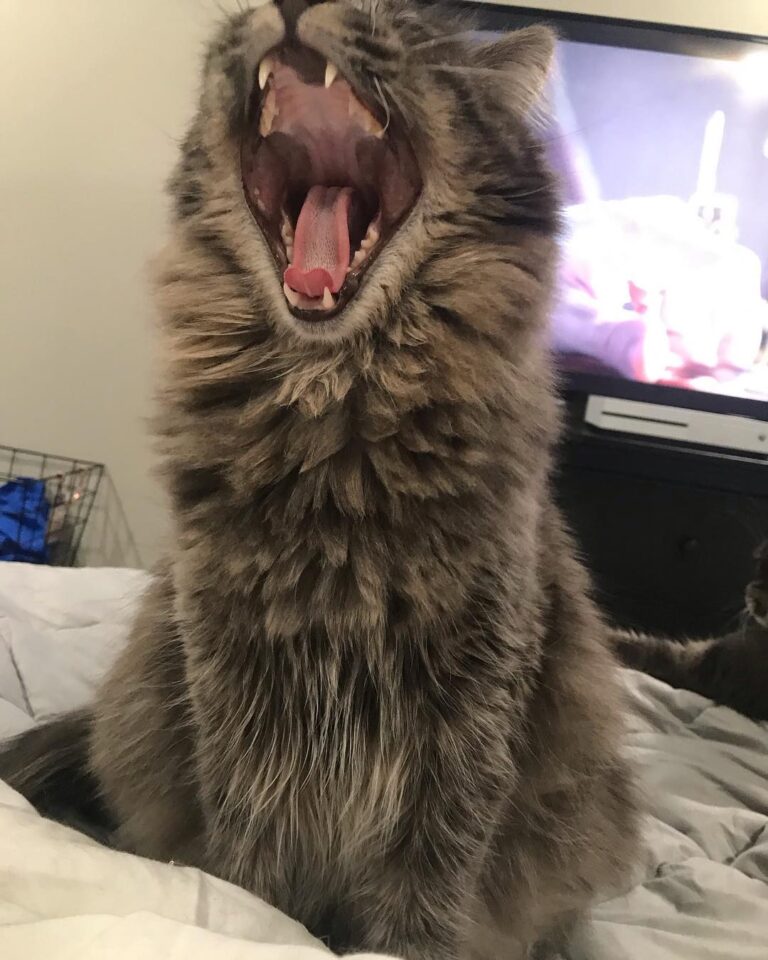 My teeth may be vicious but I’m super cuddly -Mufasa