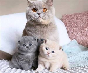 FunnyCatSite