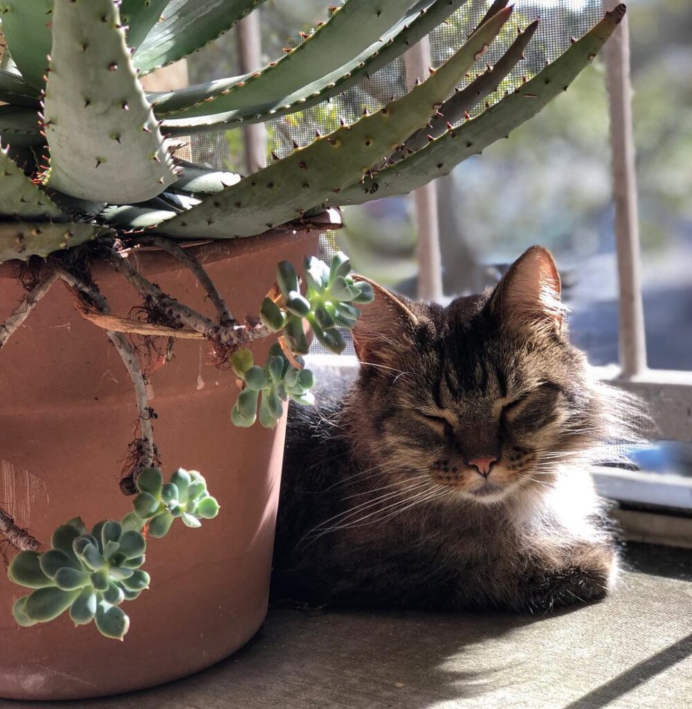 Napping in the sun is exactly how Caesar has been spending the