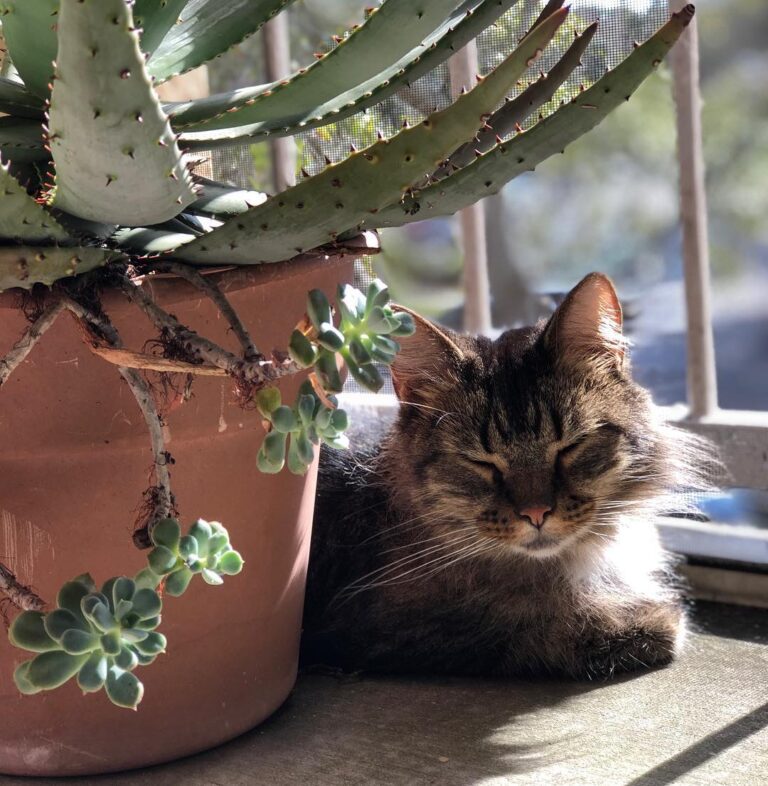 Napping in the sun is exactly how Caesar has been spending the