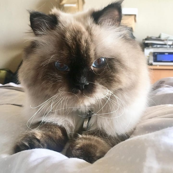Not gonna let you sleep until you cuddle me!