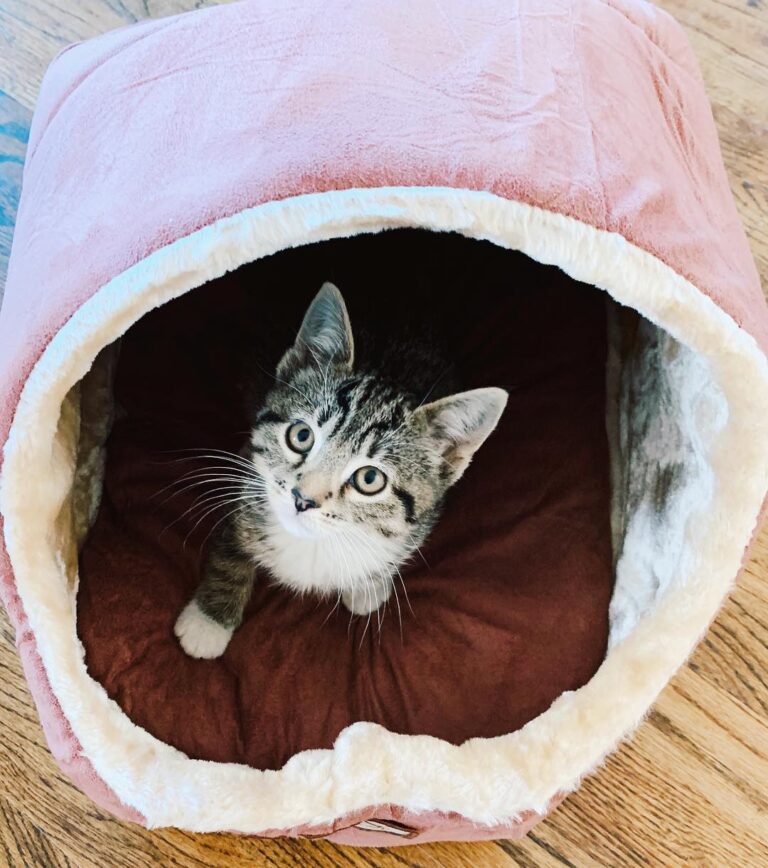 Nova loves her new bed!!