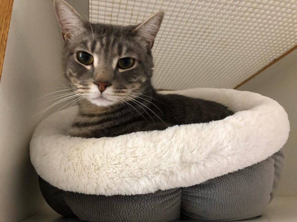 Oliver loves lounging in the Kitty Room!