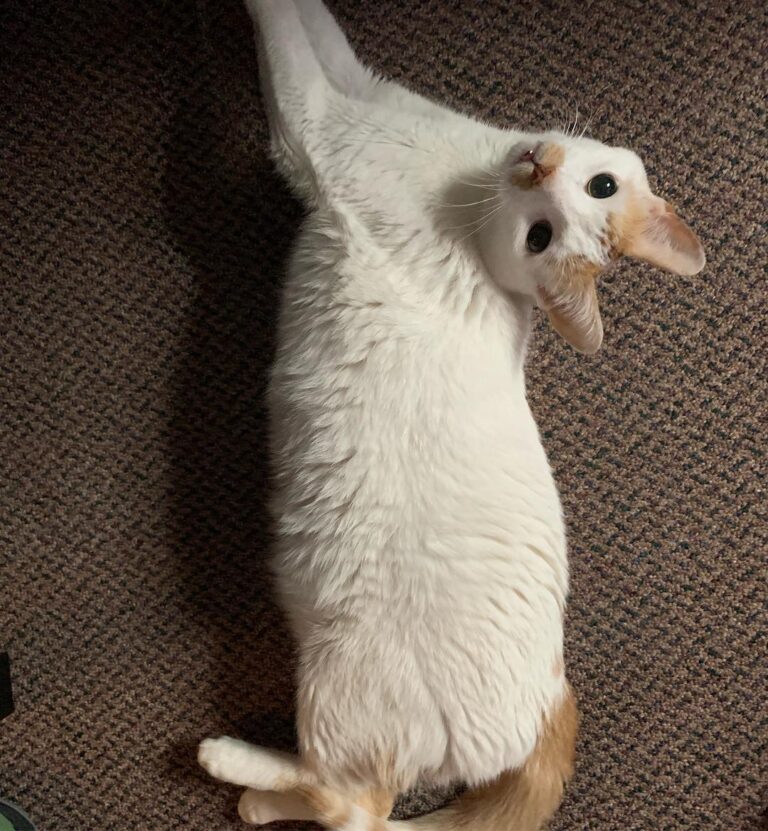 Paint me like one of your French girls.