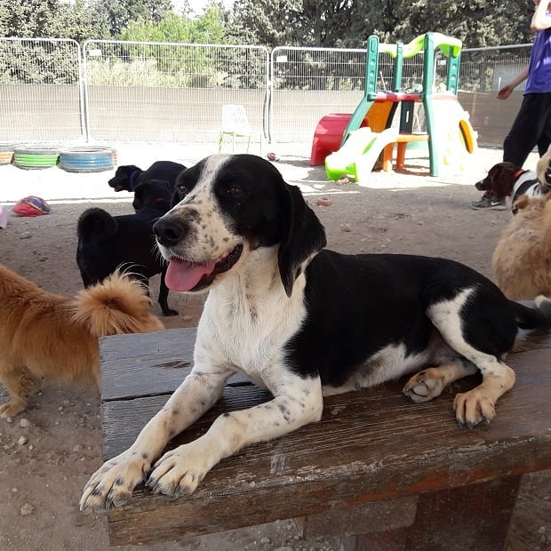 Paphiakos & CCP Animal Welfare CYPRUS Playground for the strays.