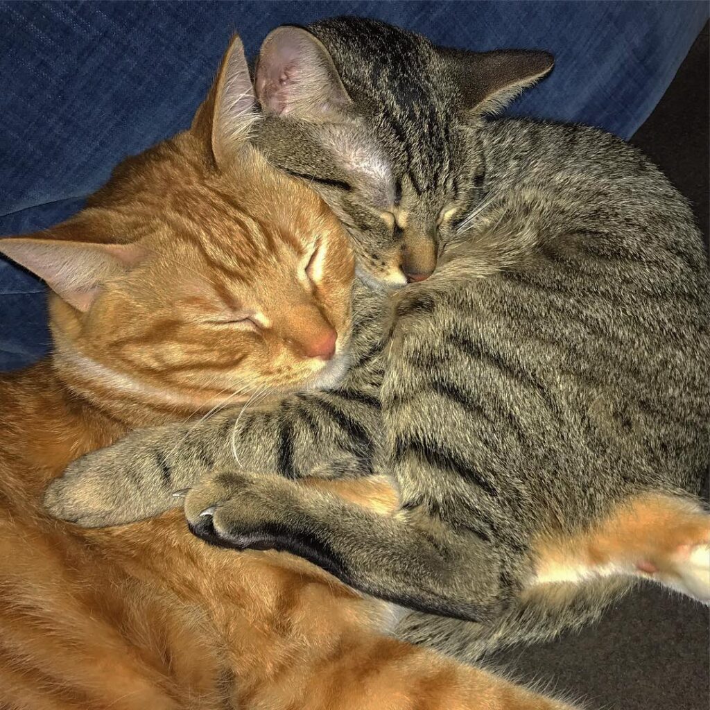 Pure love