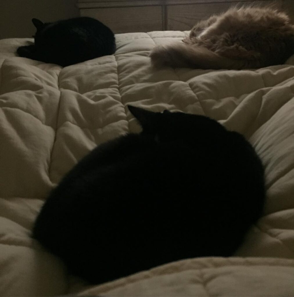 Purrfect rainy Caturday nap time. …… ——-