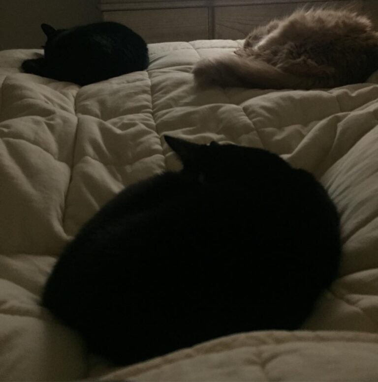 Purrfect rainy Caturday nap time. …… ——-