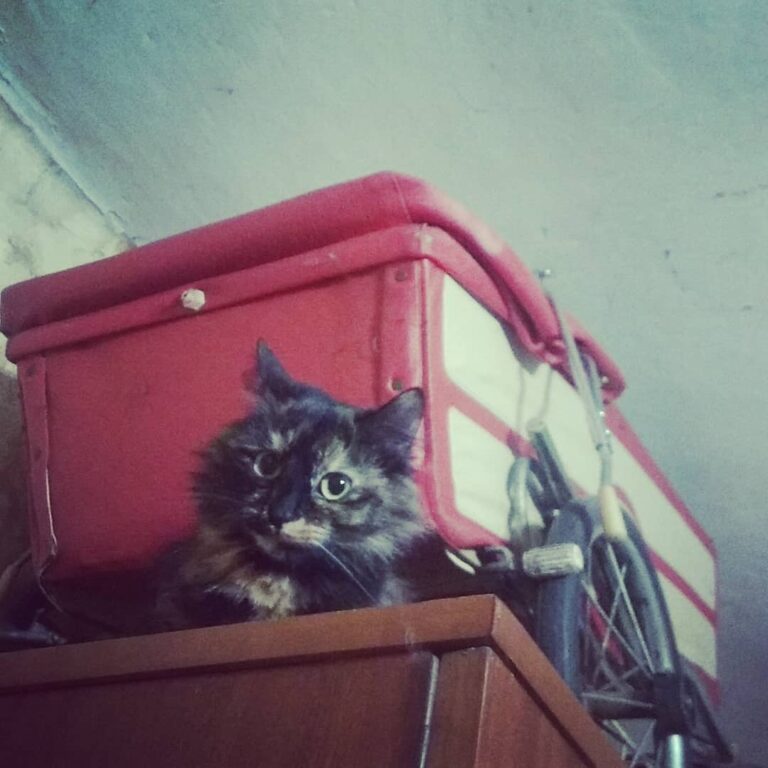 Queen Franchesca and her royal carriage.