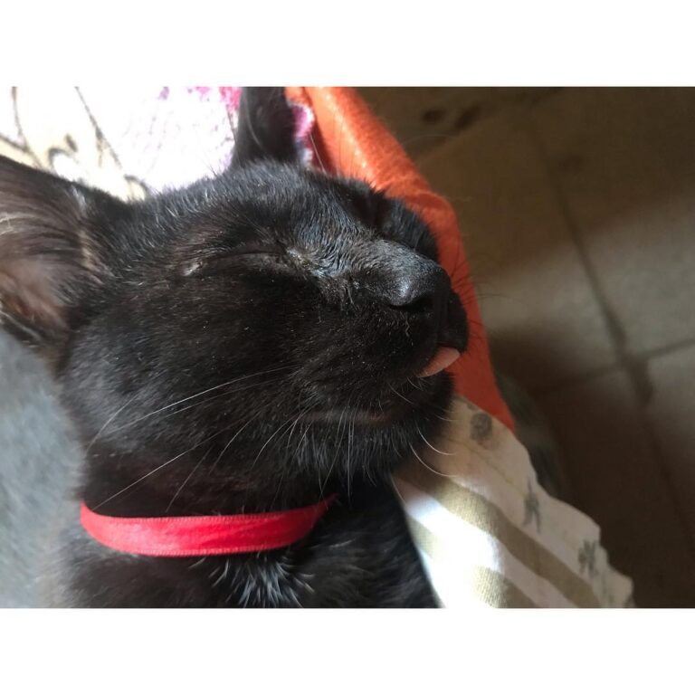 Quem dormi dando língua BoaTarde! Meu irmão João é uma gracinha né