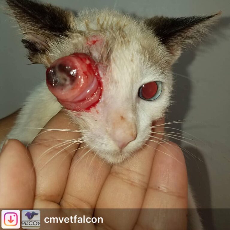 From rescatado por hace 1 semana, muy débil, deshidratado,