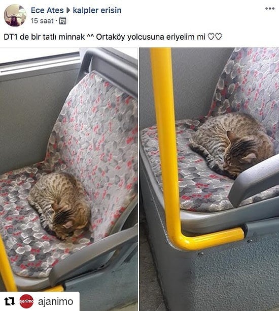 ( ・・・ Eridik öy şkı