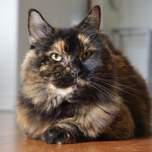 SISSY IS READY FOR HER LOVING HOME!!! JUST LOOK AT THAT FACE! Sissy
