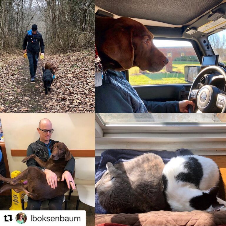 Saturday scenes…a hike with the Labs; Emma driving to the vet; Emma