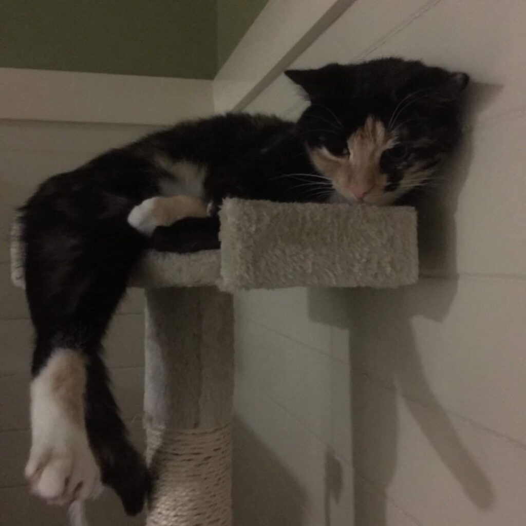 Scratching post hangs