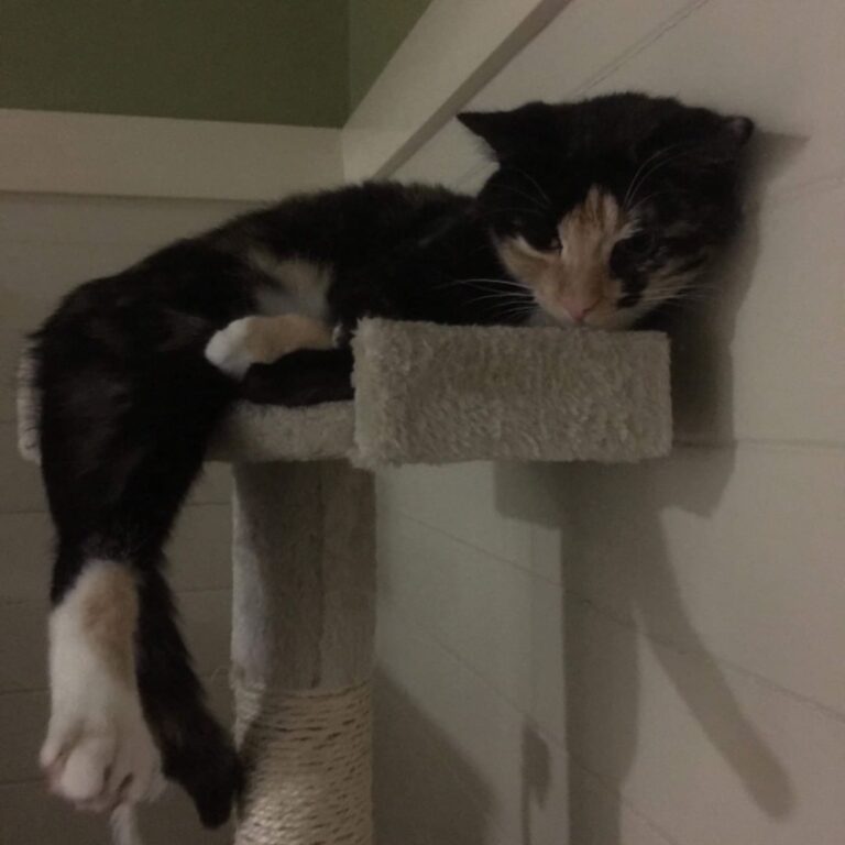 Scratching post hangs