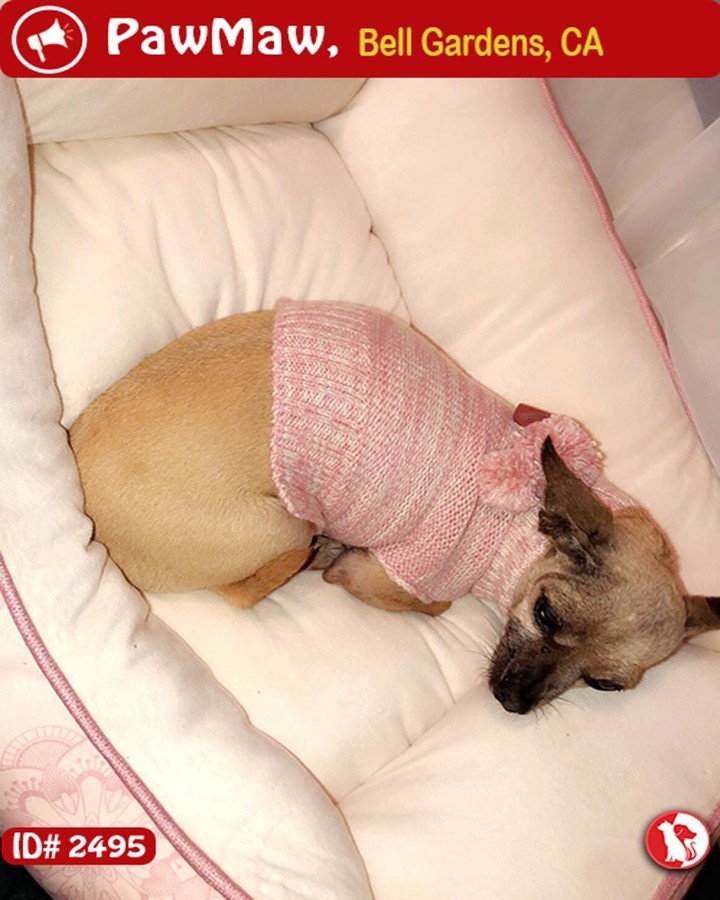Share With the World !! BETTY – A FEMALE DOG LOST Pet Details: Report