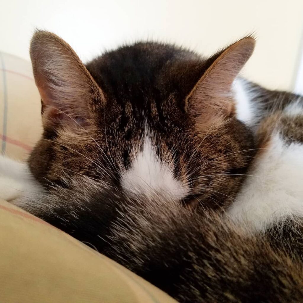 Shhhh….its nap time.