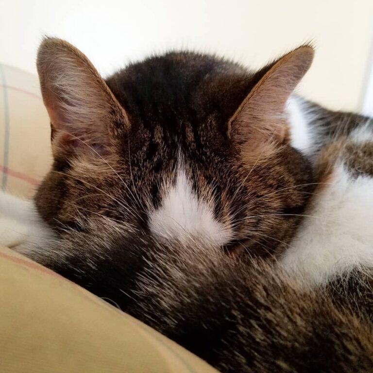 Shhhh….its nap time.