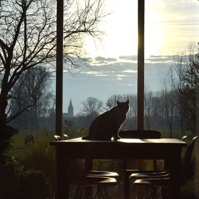 Simba, my cat in the heights Simba, mi gato en las altutas # nice