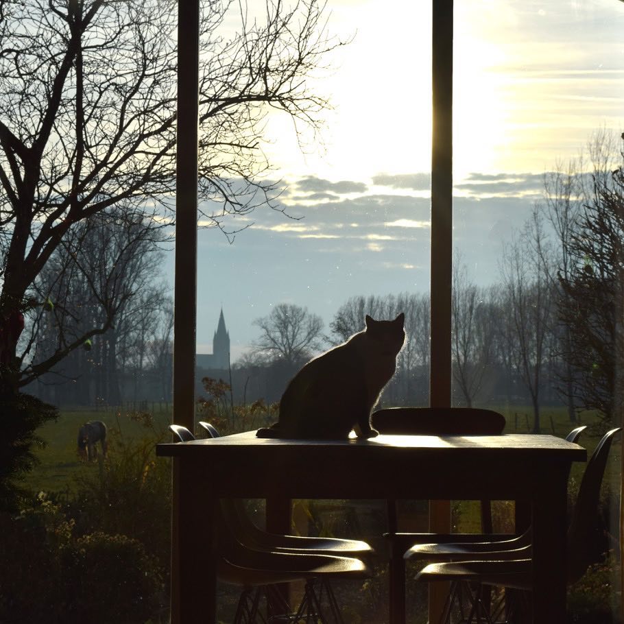 Simba, my cat in the heights Simba, mi gato en las altutas # nice