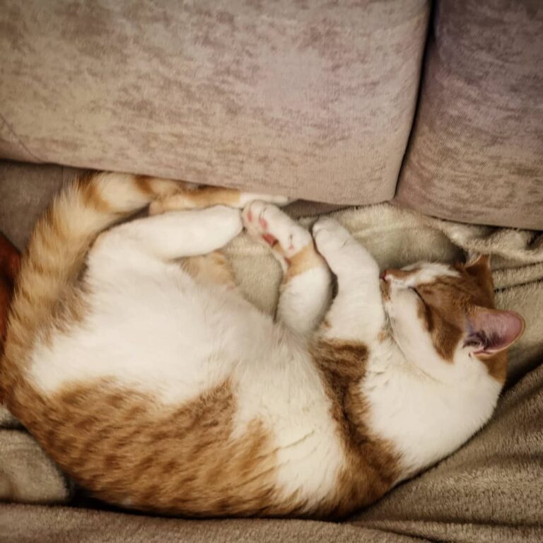 Sleepy Foxy saving her energy for the night