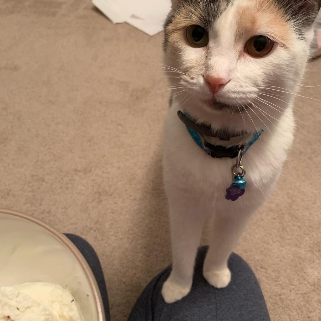 Someone wanted my ice cream