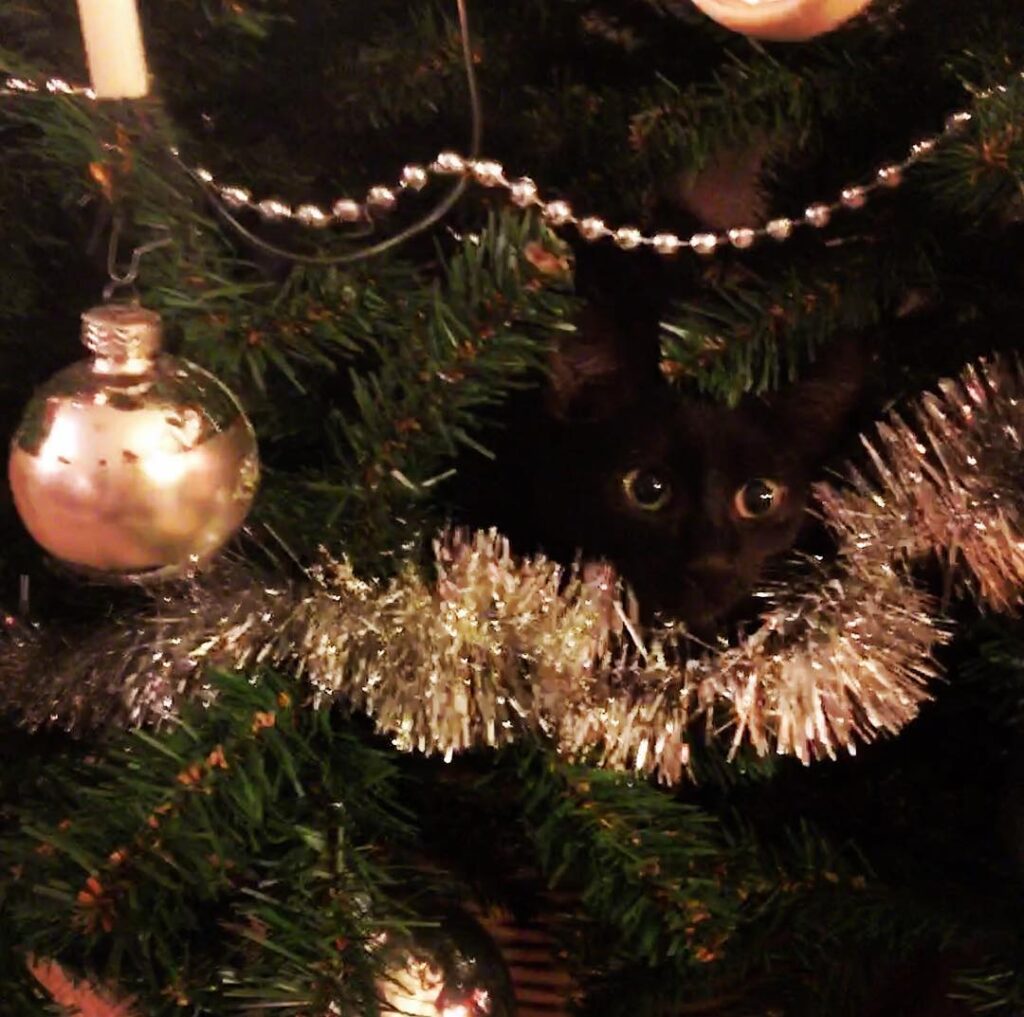 Spidercat, Spidercaaattt . . .