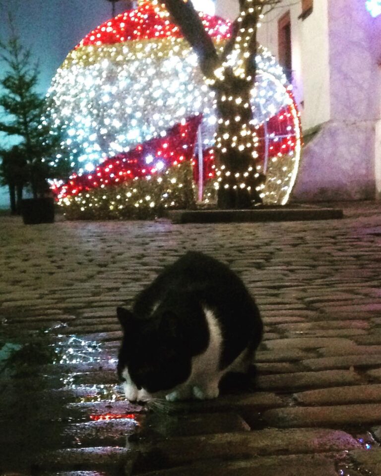 Stettin Glitter Kitty