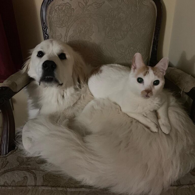 This is our morning routine. Wake up, lay on the dog.