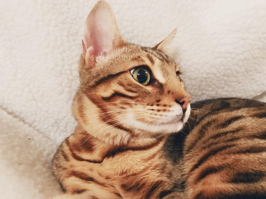 This majestic beast also turned 6 months old on NYD like his tiny
