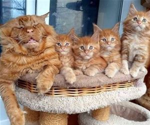 FunnyCatSite