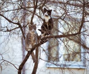 FunnyCatSite
