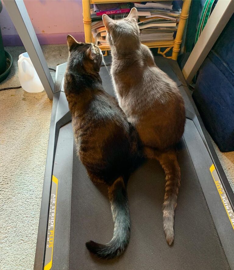 Two friends contemplating the meaning of life while on the treadmill.