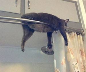 FunnyCatSite