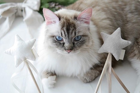 Using simple materials, this cat toy is an easy way to encourage your