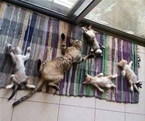 FunnyCatSite