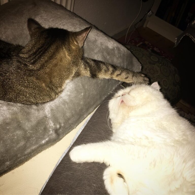 We’re sorta snuggling, but pretending not to – #
