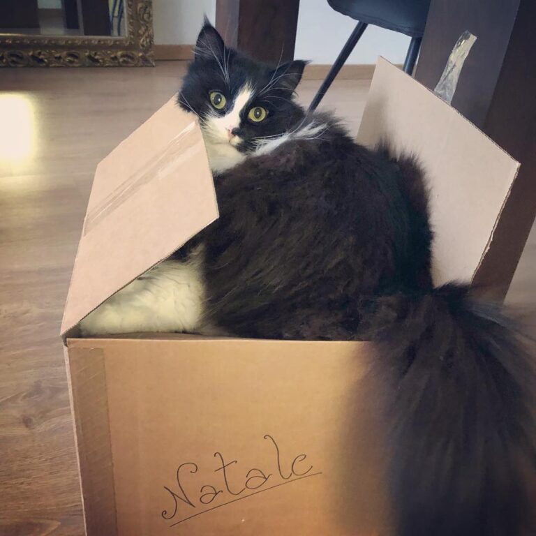 What?! I’m HELPING to put away Xmas decorations