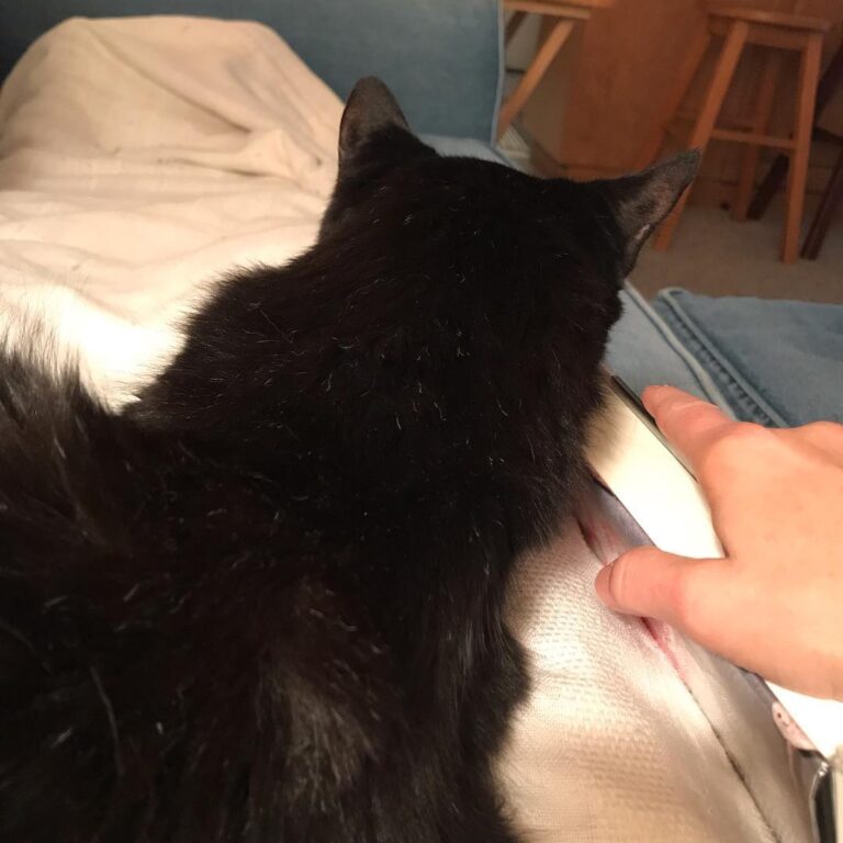 What do you do when you settle on the couch to read and this happens?