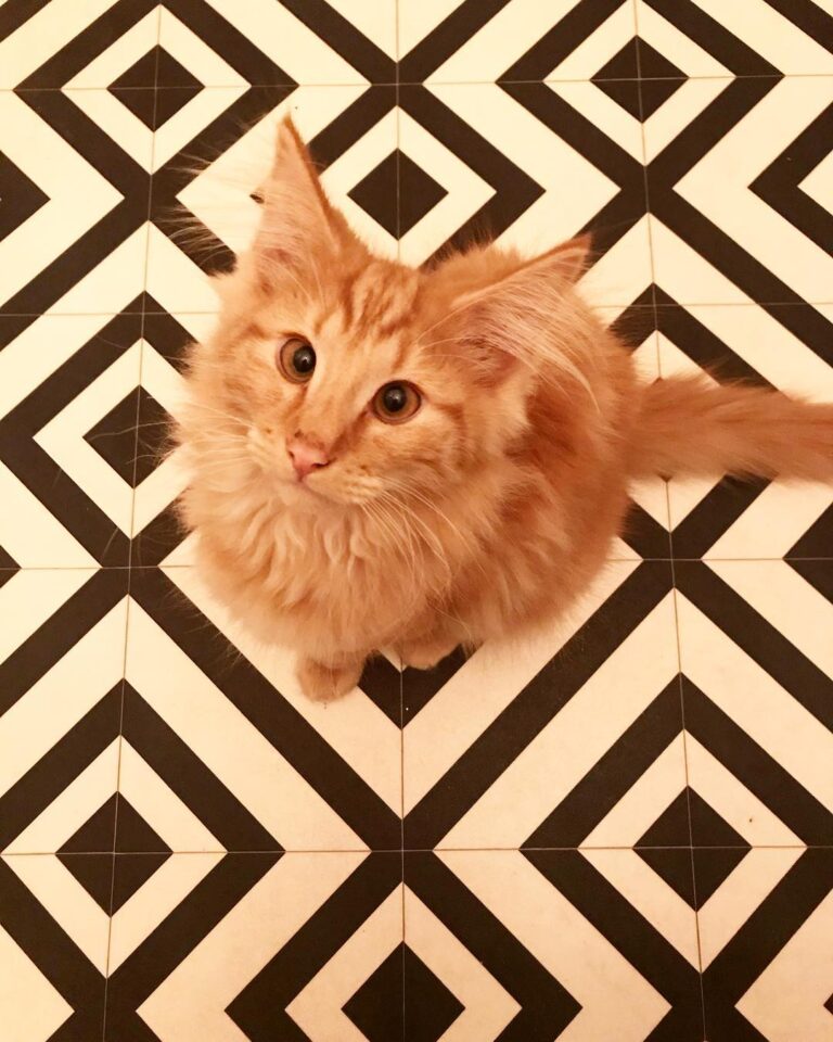 What do you mean I’m not allowed in the shower • • • • • # kitten
